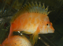 Golden Hawkfish