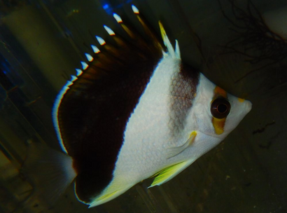 Tinkeri/Burgess Hybrid Butterfly