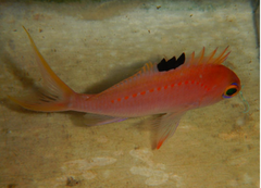 Japanese Sacura Anthias