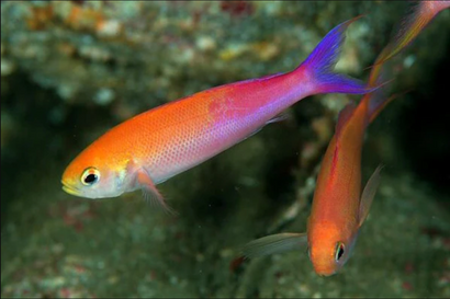 Whitley's Anthias