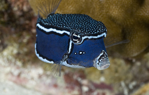 Scribbled Boxfish: Male – Sea Dwelling Creatures