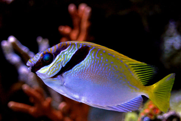 Scribbled Rabbitfish – Sea Dwelling Creatures