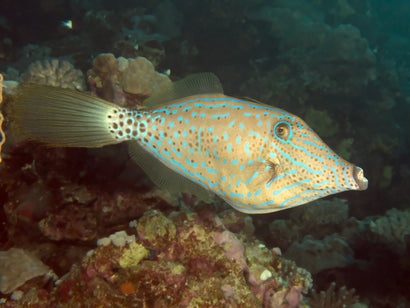 Scrolled Filefish