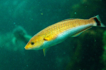 Senorita Wrasse