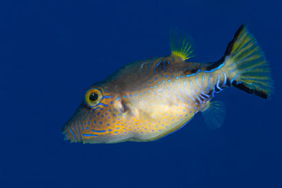 Sharpnose Puffer