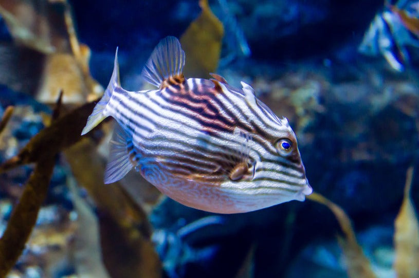 blue striped box fish Shaw's Boxfish: Female – Sea Dwelling Creatures