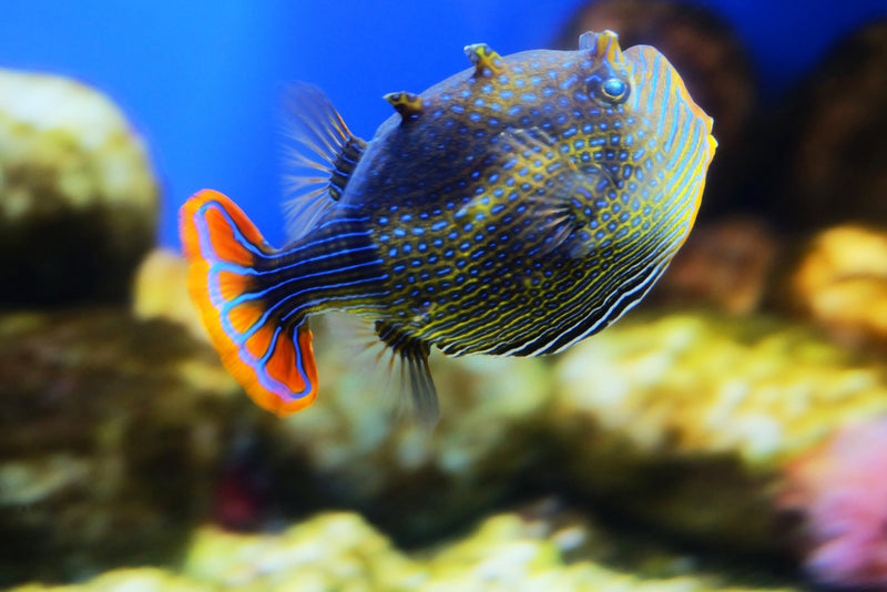australian box fish Shaw's Boxfish: Male – Sea Dwelling Creatures