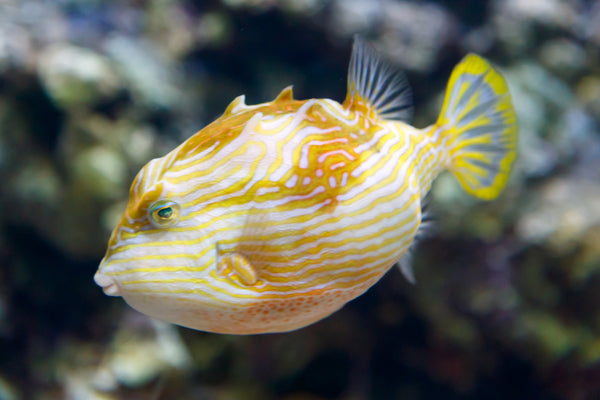 Shaw's Boxfish: Female – Sea Dwelling Creatures