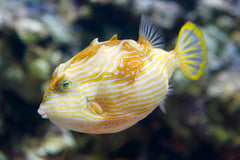 Shaw's Boxfish: Female