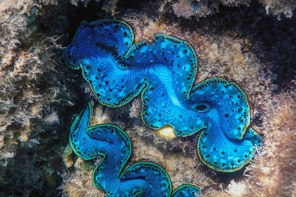 Shellfish – Sea Dwelling Creatures