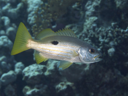 Silver & Gold Snapper