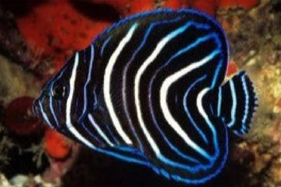 Six Bar Angel: Juvenile