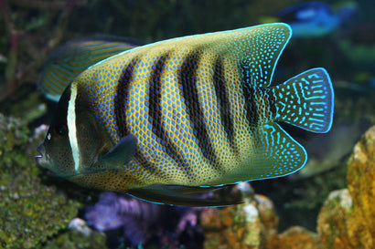 Six Bar Angel: Adult