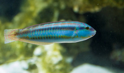 Slippery Dick Wrasse