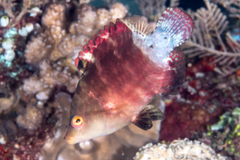 Red Snooty Wrasse