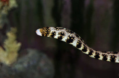 Snowflake Moray Eel