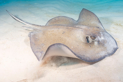 Southern Stingray