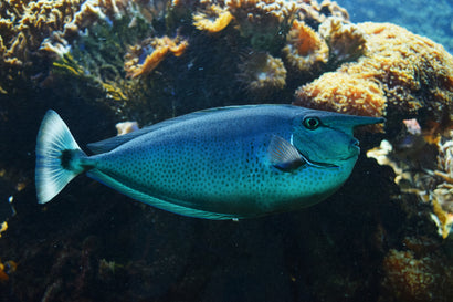 Spotted Unicorn Tang