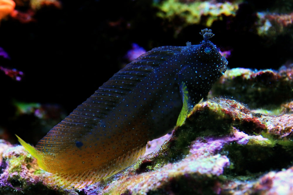 Starry blenny care new arrivals