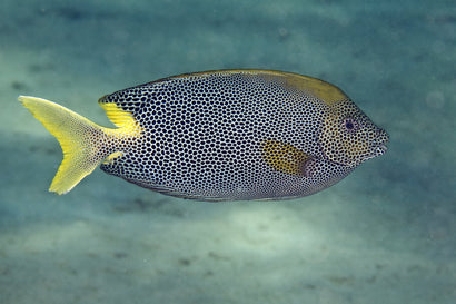 Starry Rabbitfish