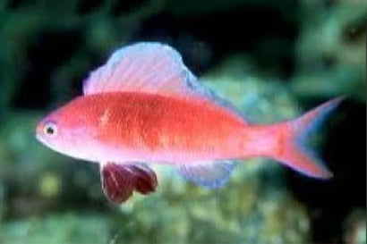 Stigmaticus Sailfin Anthias: Male