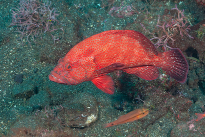 Strawberry Grouper