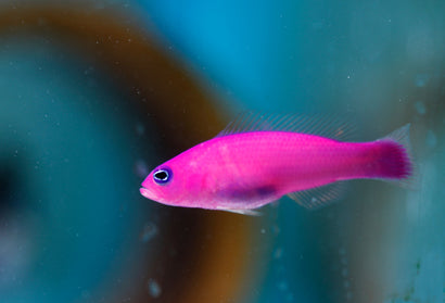 Strawberry (Purple) Pseudochromis