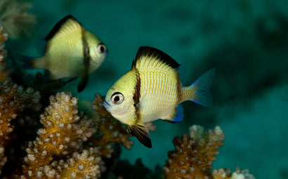 Striped Damsel (Two)