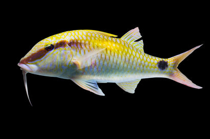 Striped Goatfish