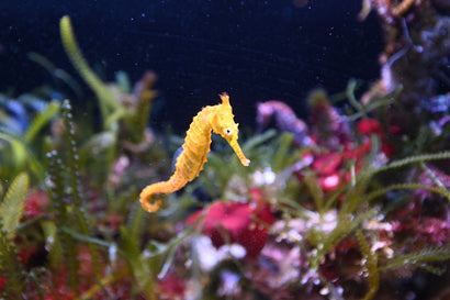 Subelongatus Seahorse