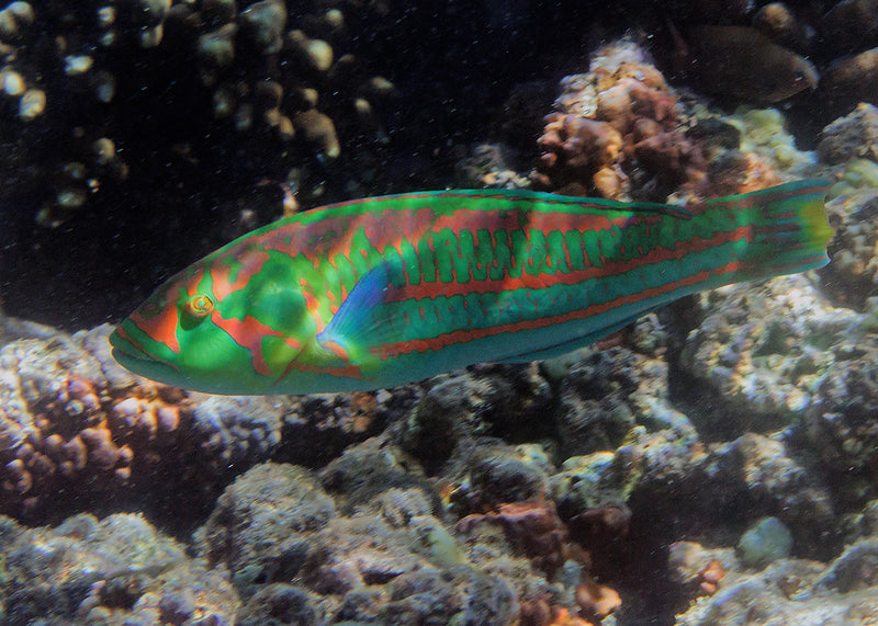 しらす様 Aquatic Division the Commoner Surge Wrasse Male – Sea Dwelling Creatures