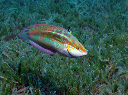 Tail Spot Wrasse: Male