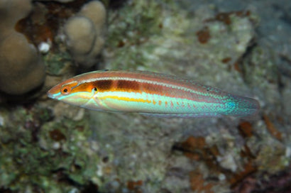 Tail Spot Wrasse