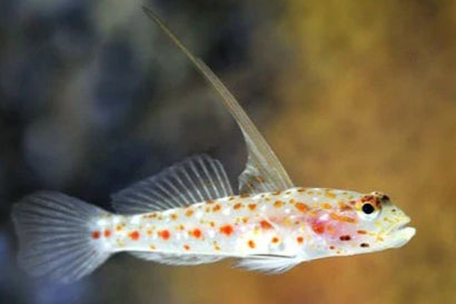 Tangaroa Goby