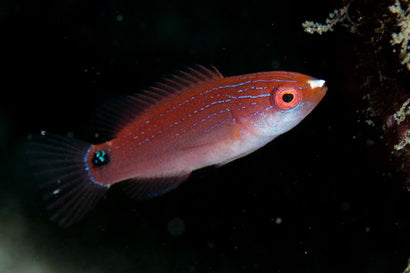 Temminicki Fairy Wrasse: Female