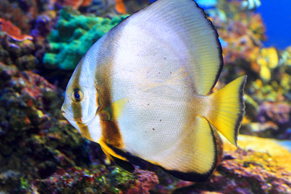 Tiera Batfish: Tank Raised