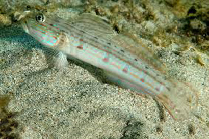 Tiger Sleeper Goby