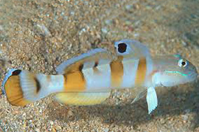Tiger (Wardi) Goby