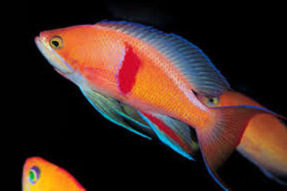Tricolor Anthias: Female