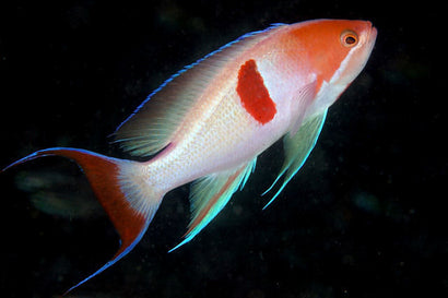 Tricolor Anthias: Male