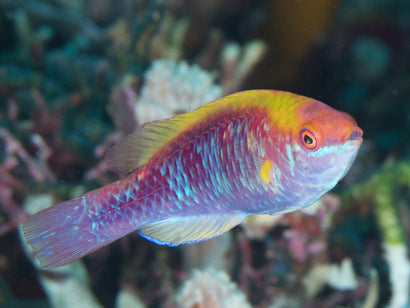 Tricolor Fairy Wrasse: Female