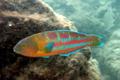 Trilobatum Wrasse: Male