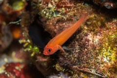 Trimma Goby