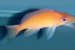 Truncate Anthias: Female