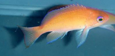 Truncate Anthias: Female