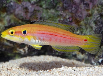 Twospot (Candy) Hogfish