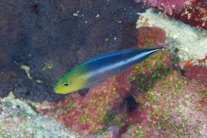 Two Banded Pseudochromis