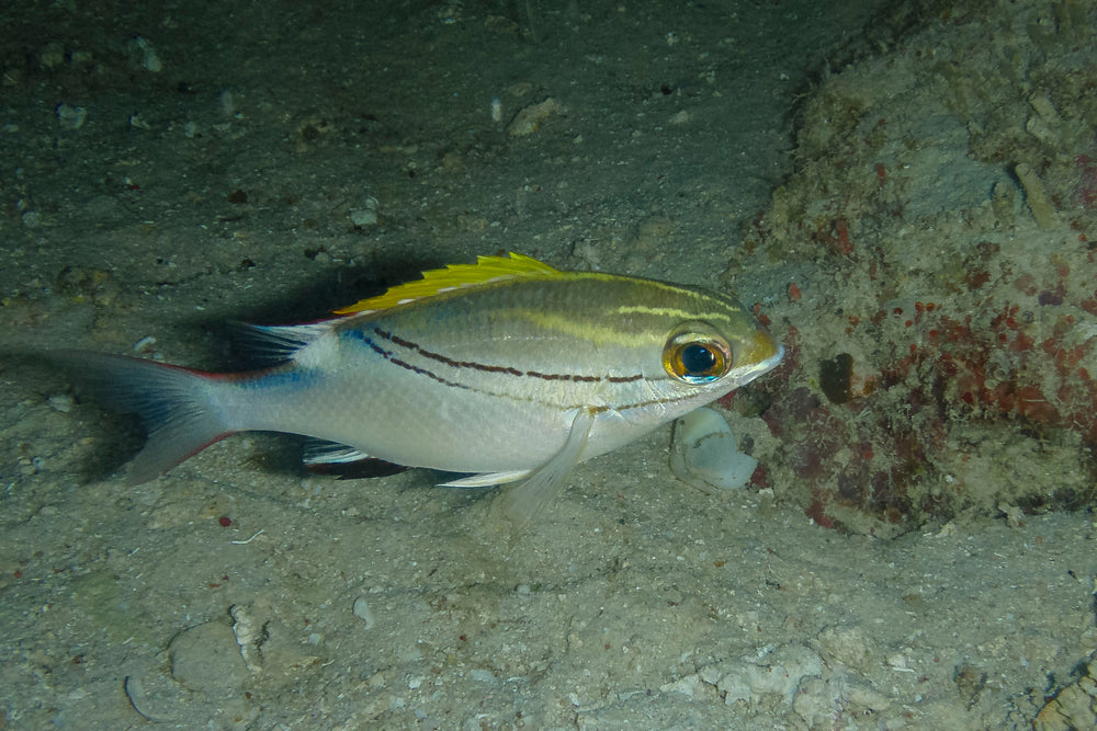 Snapper Two Line Two Lined Snapper – Sea Dwelling Creatures