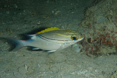 Two Lined Snapper