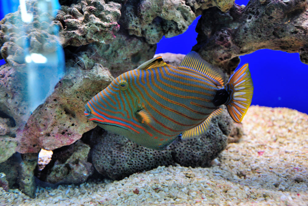 Undulate Trigger – Sea Dwelling Creatures